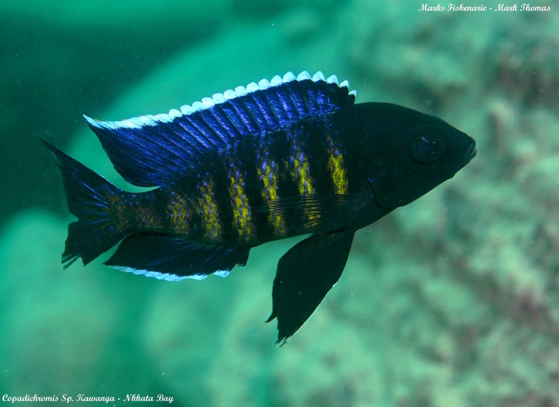 Copadichromis sp. 'kawanga' Nkhata Bay